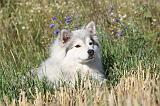 CHIEN FINNOIS DE LAPONIE 084